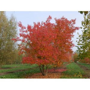 Javor ohnivý (Acer tataricum)  ´GINNALA´  výška 100-130 cm, C5L